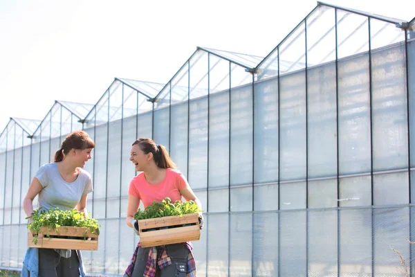 Smiling Female Botanists Carrying Plants Wooden Crates Greenhouse — Stock Photo, Image