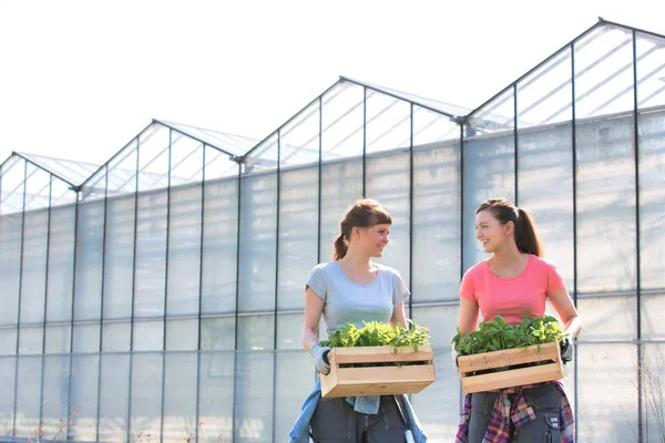 Smiling Female Botanists Carrying Plants Wooden Crates Greenhouse — Stock Photo, Image