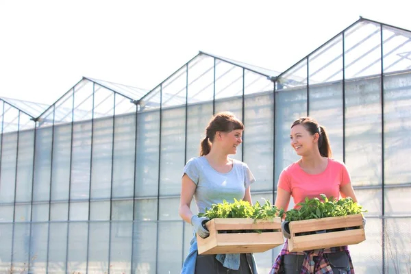 Mujeres Botánicas Sonrientes Llevando Plantas Cajas Madera Contra Invernadero —  Fotos de Stock