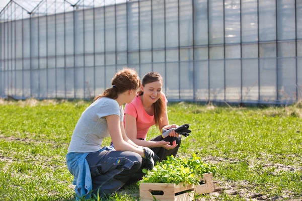 笑顔の女性植物学者は 温室に対して木製の箱の近くに不法占拠 — ストック写真