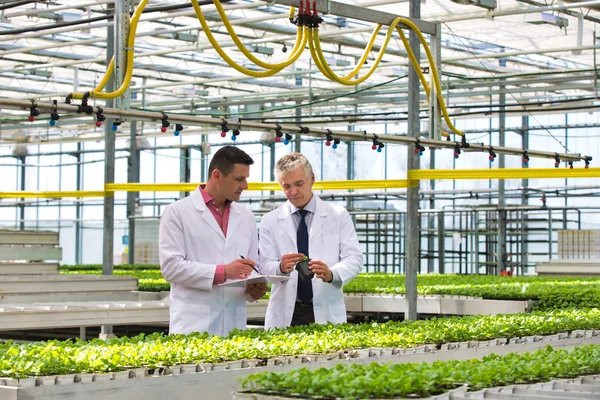 Dos Botánicos Varones Examinando Hierbas Mientras Escriben Portapapeles Vivero Plantas —  Fotos de Stock