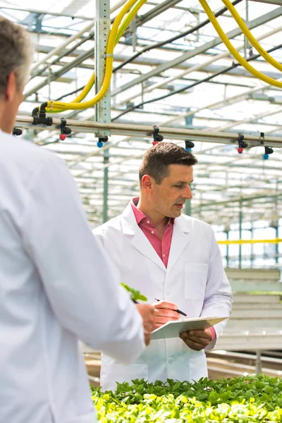 Twee Mannelijke Botanici Onderzoeken Kruiden Tijdens Het Schrijven Klembord Kwekerij — Stockfoto