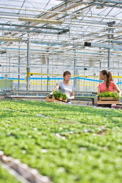 Smiling Female Botanists Carrying Plants Wooden Crates Greenhouse — Stock Photo, Image