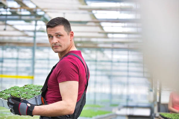 Handsome Botanist Carrying Plants Wooden Crates — Stock Photo, Image