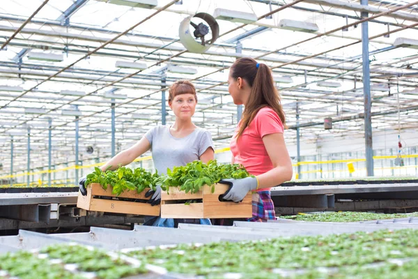 Smiling Female Botanists Carrying Plants Wooden Crates Greenhouse — 스톡 사진