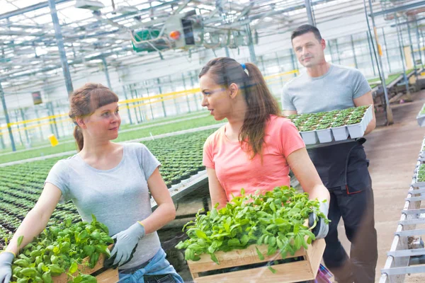 Botanists Carrying Crates Amidst Seedlings Greenhouse — Stock Photo, Image