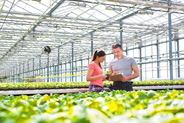 Botánicos Masculinos Femeninos Confiados Discutiendo Sobre Plántulas Hierbas Vivero Plantas — Foto de Stock