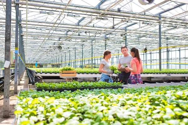 Botánicos Discutiendo Mientras Están Medio Plántulas Invernadero — Foto de Stock