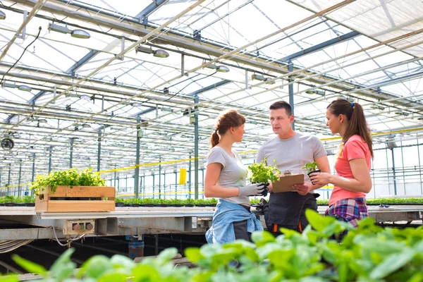 Botanists Discussing While Standing Amidst Seedlings Greenhouse — Stock Photo, Image