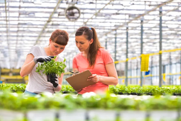 Female Botanists Examining Herb Seedlings Plant Nursery — Stock Photo, Image