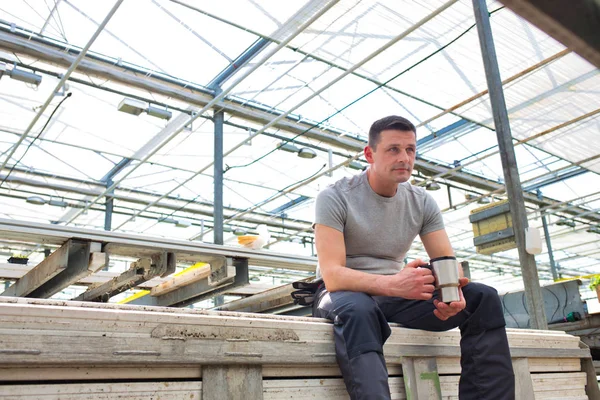 自信的成熟男性植物学家坐在温室里喝咖啡 — 图库照片