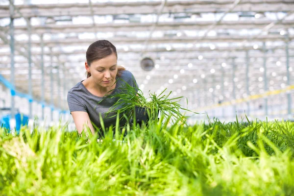 Vrouwelijke Botanicus Onderzoeken Kruid Zaailingen Kwekerij — Stockfoto