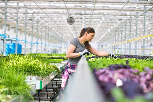 Female Botanist Examining Herb Seedlings Plant Nursery — Stock Photo, Image