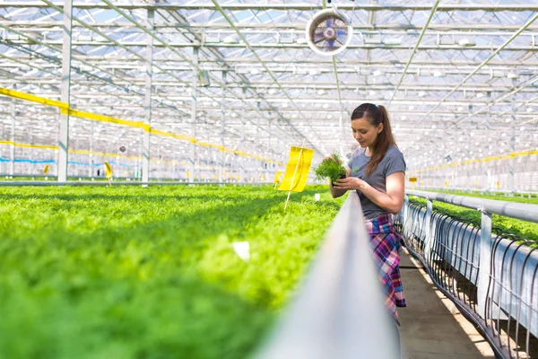 Botánica Femenina Examinando Plántulas Hierbas Vivero Plantas — Foto de Stock