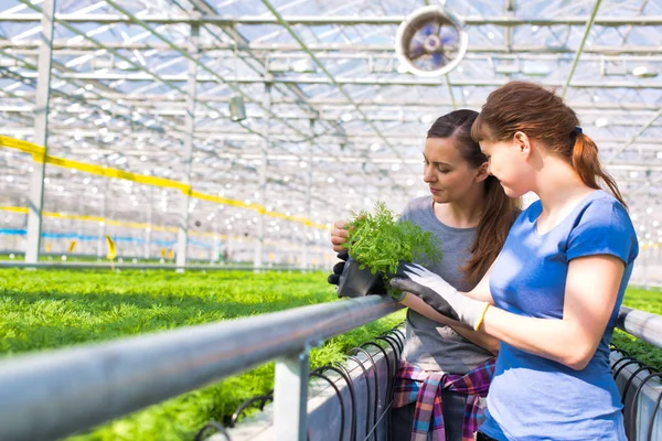 Les Botanistes Féminines Examinent Les Semis Herbes Pépinière — Photo