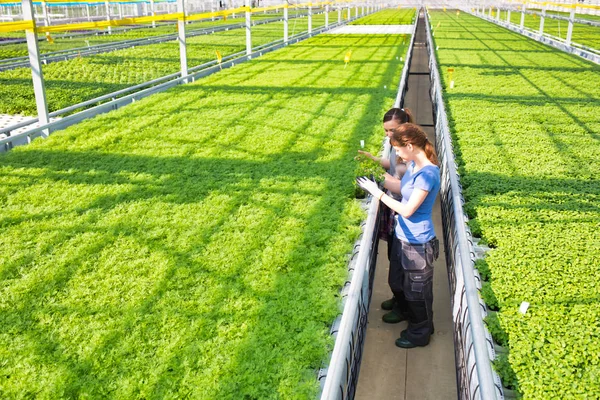 ハーブ苗の植物を調べる女性植物学者 — ストック写真