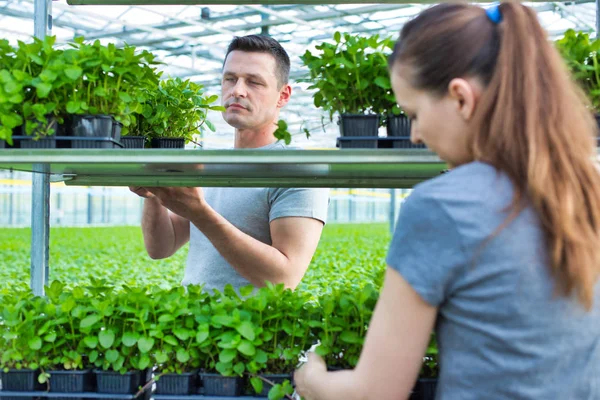 植物保育園で棚に苗を配置する女性と男性の植物学者 — ストック写真