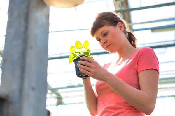 Jovem Botânica Examinando Ervas Viveiro Plantas — Fotografia de Stock