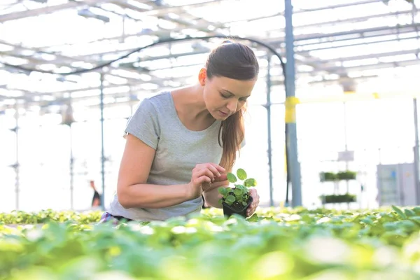 Botanica Femminile Esaminando Piantine Erbe Vivaio — Foto Stock