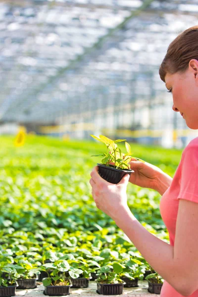 若い女性植物学者の植物保育園でハーブを調べる — ストック写真