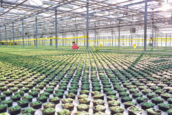 Jovem Botânica Examinando Ervas Viveiro Plantas — Fotografia de Stock