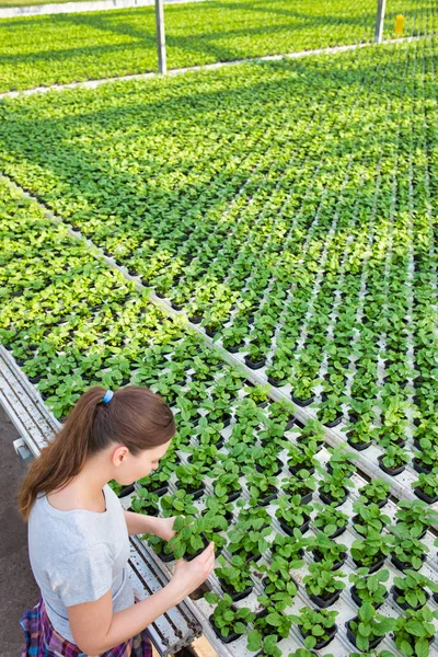 植物保育園でハーブ苗を調べる女性植物学者 — ストック写真