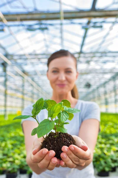 Portret Van Mooie Vrouwelijke Botanicus Holding Zaailingen Plant Kwekerij — Stockfoto