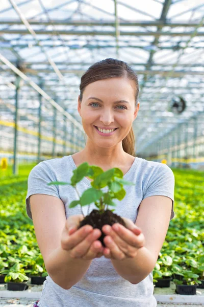 Portret Van Mooie Vrouwelijke Botanicus Holding Zaailingen Plant Kwekerij — Stockfoto