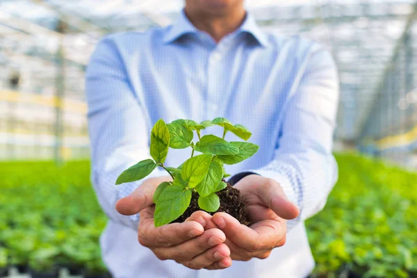 Midsection Mature Owner Holding Seedling Plant Nursery — Stock Photo, Image