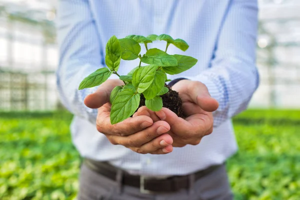 Buik Van Volwassen Eigenaar Zaailing Houden Plant Kwekerij — Stockfoto