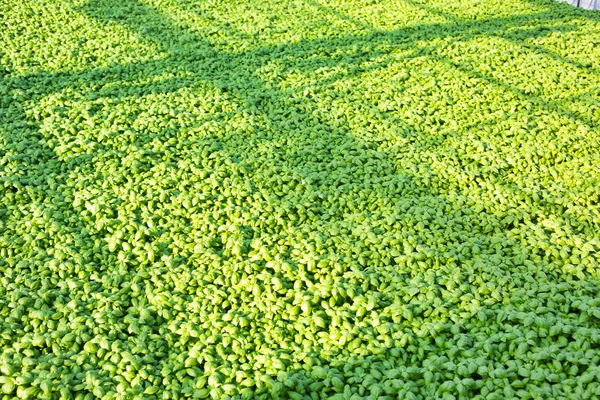 Herbes Vertes Poussant Dans Une Serre Moderne — Photo
