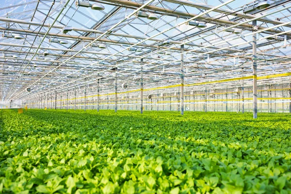 Hierbas Verdes Creciendo Invernadero Moderno — Foto de Stock