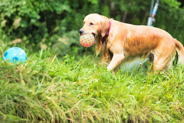 Ritratto Ammollo Golden Retriever Con Palla Nel Lago — Foto Stock