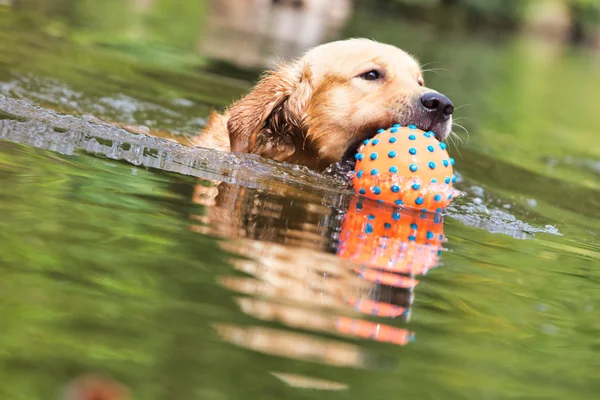 Golden Retriever Portresi Gölde Top Yüzüyor — Stok fotoğraf