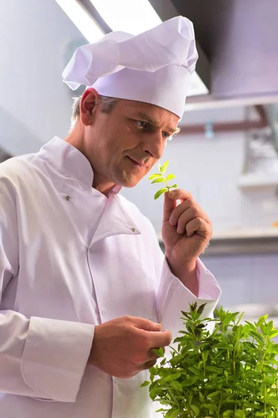 Chef Mature Confiant Sentant Les Feuilles Herbes Dans Cuisine Restaurant — Photo