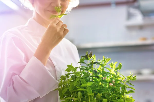 Bijgesneden Beeld Van Zelfverzekerde Chef Kok Ruiken Verse Munt Bladeren — Stockfoto