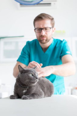 Klinikte Rus Mavi kedi muayene Veteriner doktor