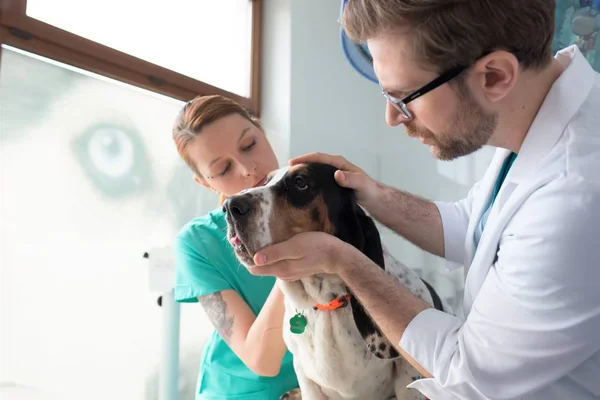 Confident doctor examining dog\'s eye at veterinary clinic