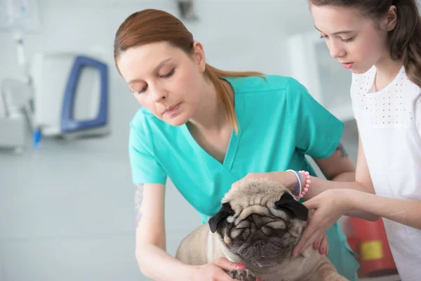 Medico controllo unghie e ragazza accarezzando carlino in ospedale — Foto Stock