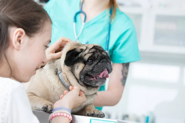 Meisje strelen pug in het ziekenhuis — Stockfoto