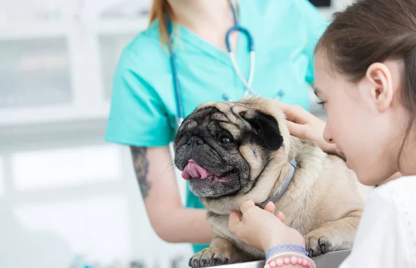 Meisje strelen pug in het ziekenhuis — Stockfoto