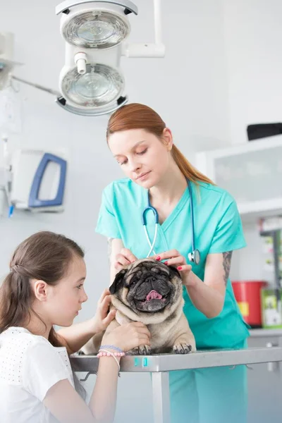 Medico veterinario che esamina i capelli di carlino in ospedale — Foto Stock