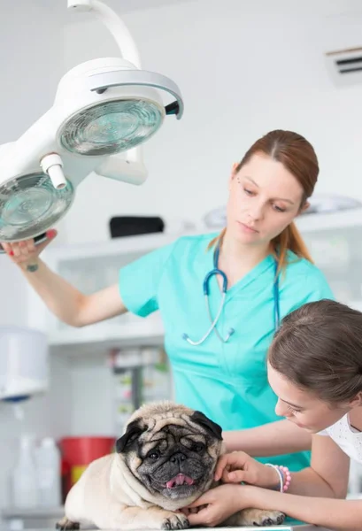 Young veterinary doctor and girl stroking pug on table at hospit — Stock Photo, Image