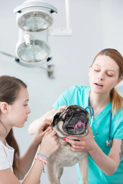 Giovane medico veterinario e ragazza carlino accarezzando sul tavolo a hospit — Foto Stock