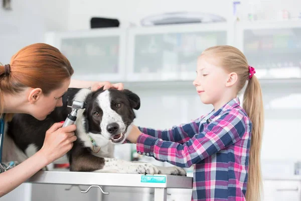 Giovane medico veterinario guardando attraverso attrezzature otoscopio in fare — Foto Stock