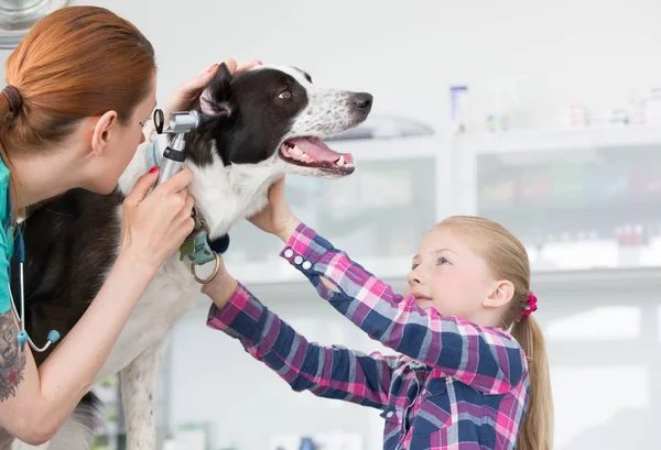 Jonge dierenarts op zoek door otoscoop apparatuur in do — Stockfoto