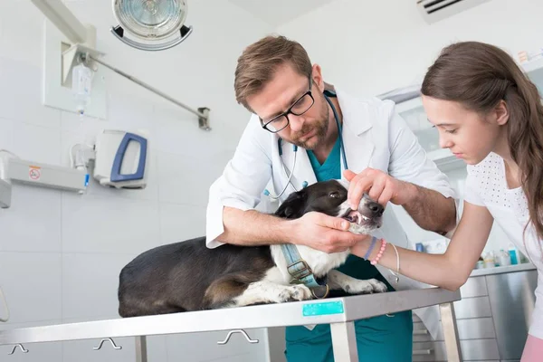 Arts controleren tanden van de hond in de veterinaire kliniek — Stockfoto