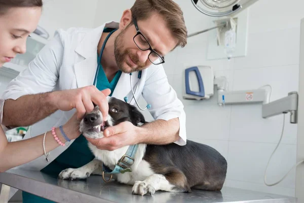 獣医クリニックで犬の歯をチェックする医師 — ストック写真