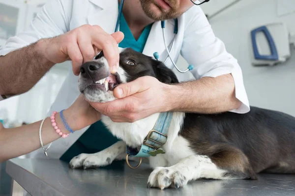 Médico revisando dientes de perro en clínica veterinaria — Foto de Stock