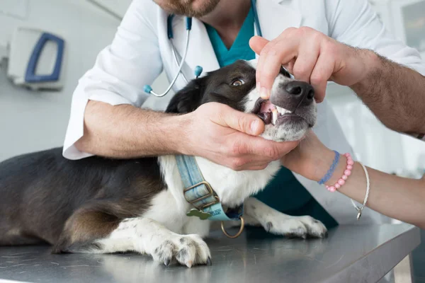 Médico revisando dientes de perro en clínica veterinaria — Foto de Stock